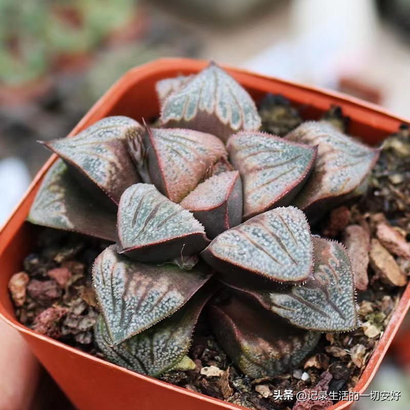 十二星座相对应的多肉,12星座守护多肉