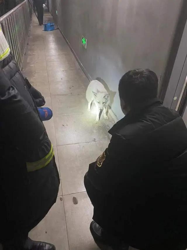 野外发现罕见的白狐,南京市民在路边捡到北极狐