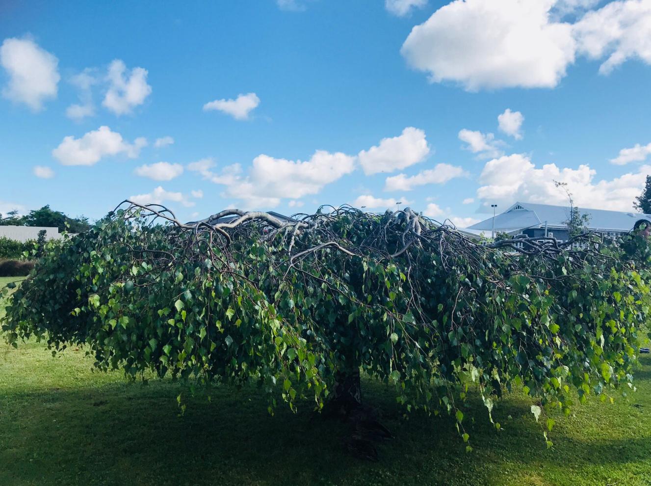 新西兰留学体育硕士,奥克兰大学体育硕士申请条件