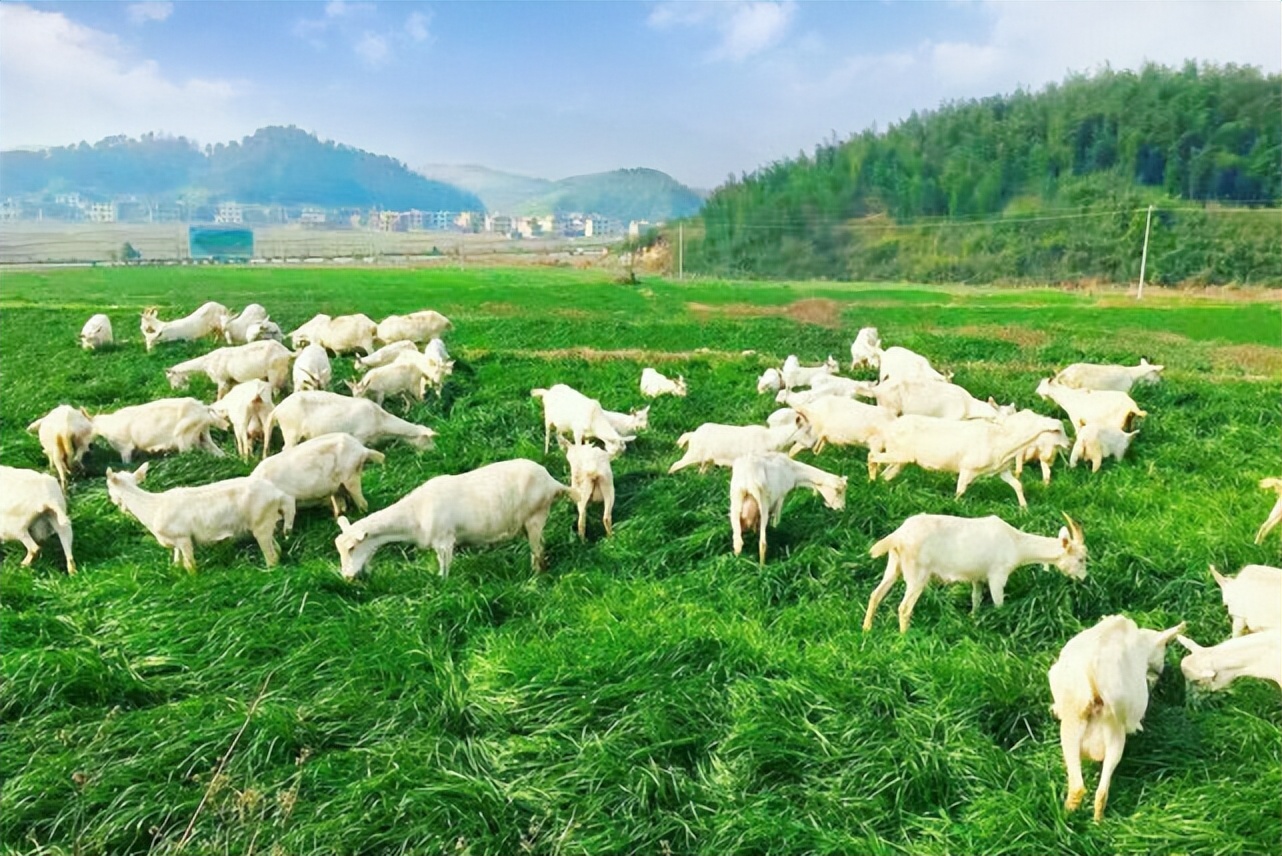 苏州羊奶粉选购,羊奶粉选购方法