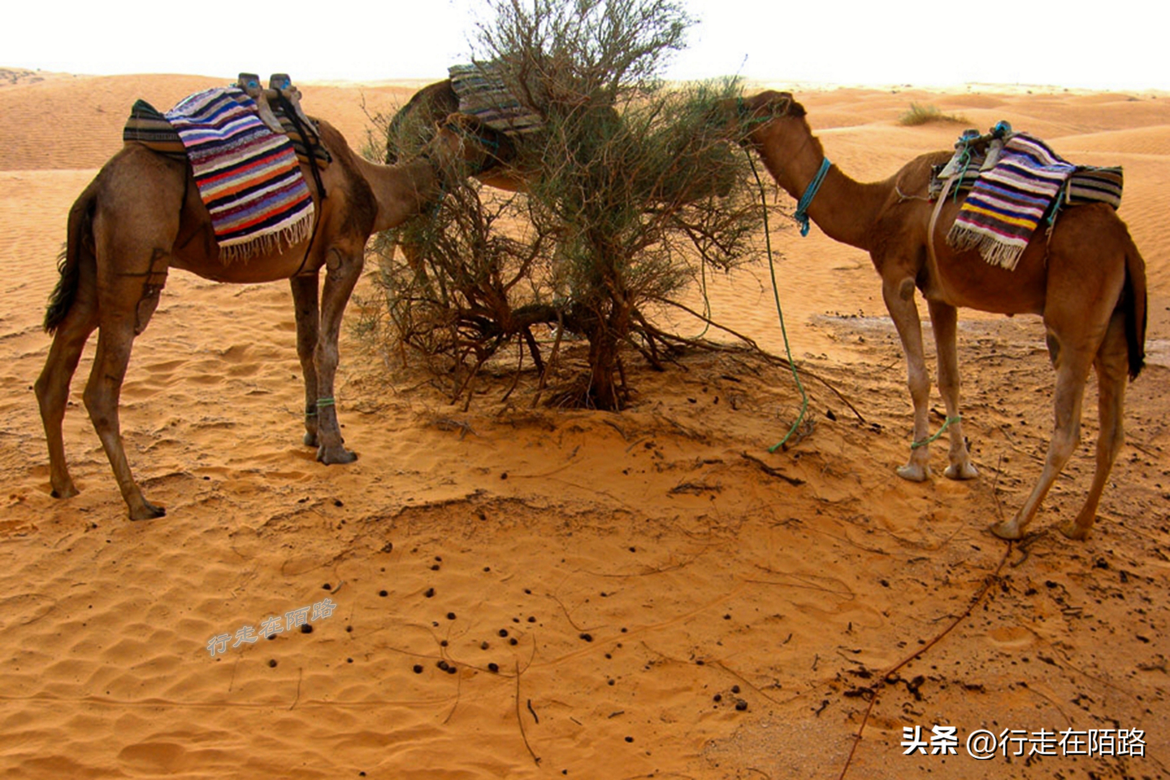 去过撒哈拉沙漠盐湖，才知道所谓的“喜马拉雅盐”是智商税