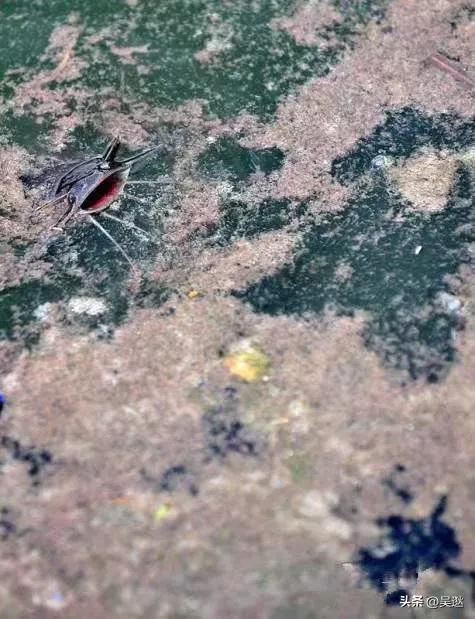 放生是否为了求功德,放生塘鲺的功德