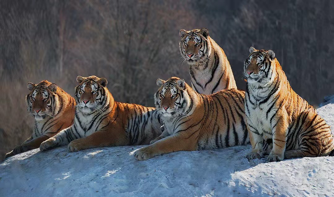 合肥好的中学招生条件,合肥高中最新招生解读