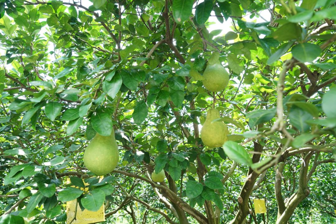 超美味肇庆吃出致富新路径,舌尖上的肇庆特色美食