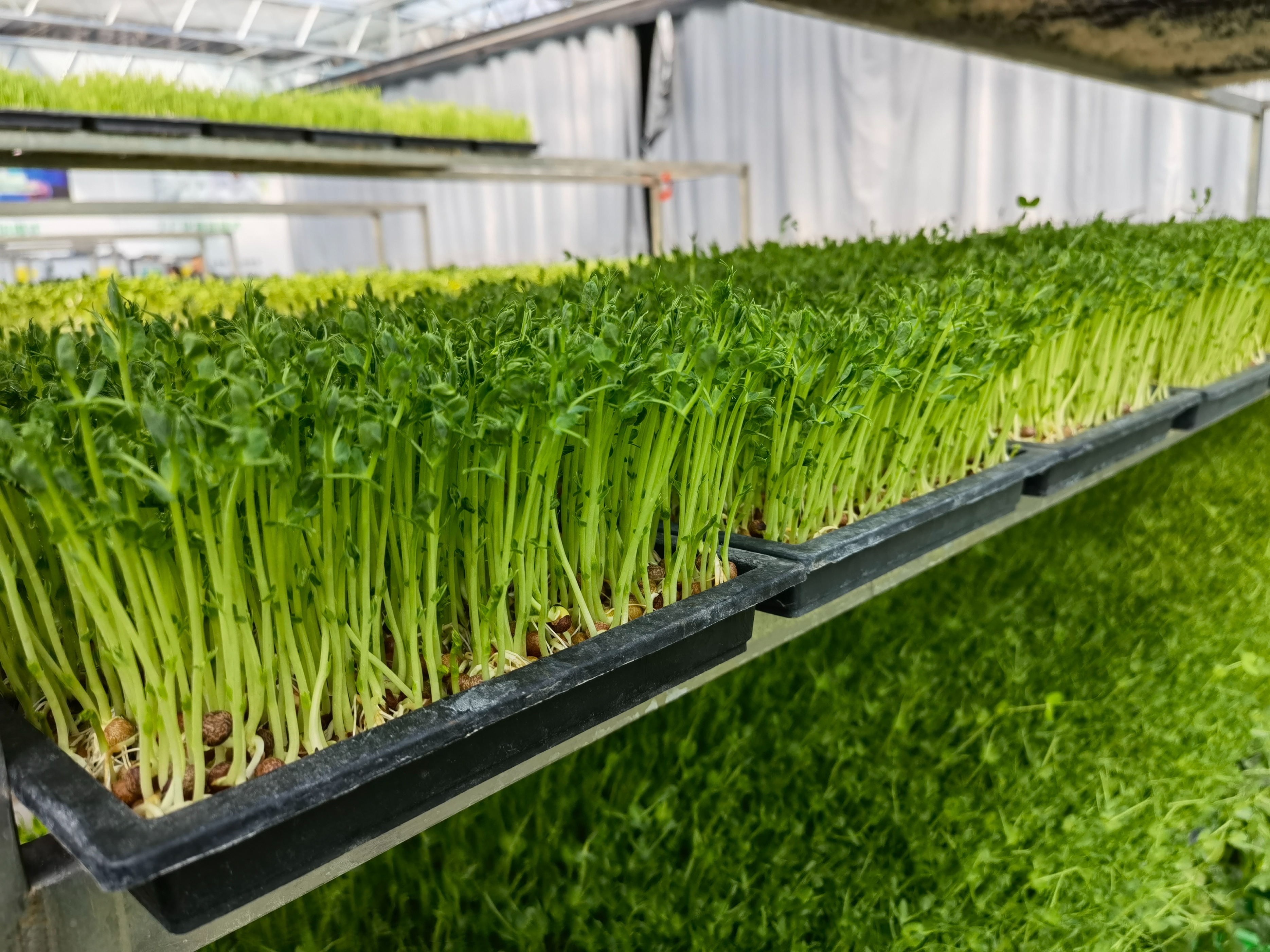 种植芽苗菜加盟,芽苗菜种植前景及利润