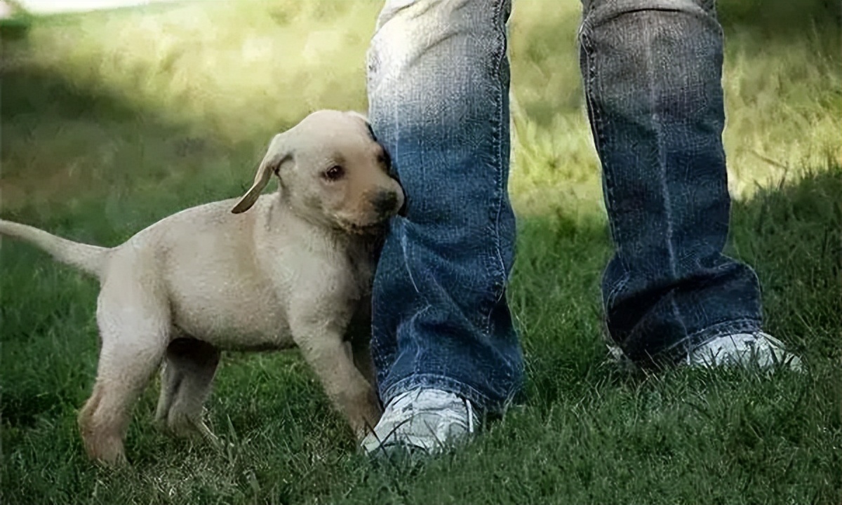 幼犬啃脚趾,幼犬咬手咬脚行为纠正方法