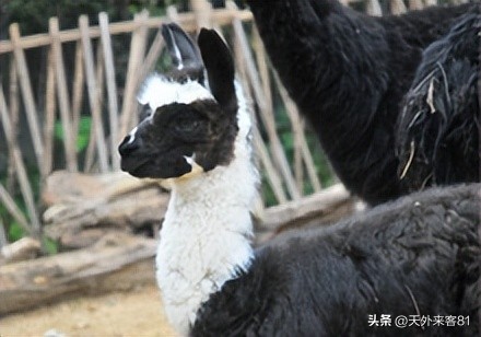 每日一动物：羊驼「yángtuó」