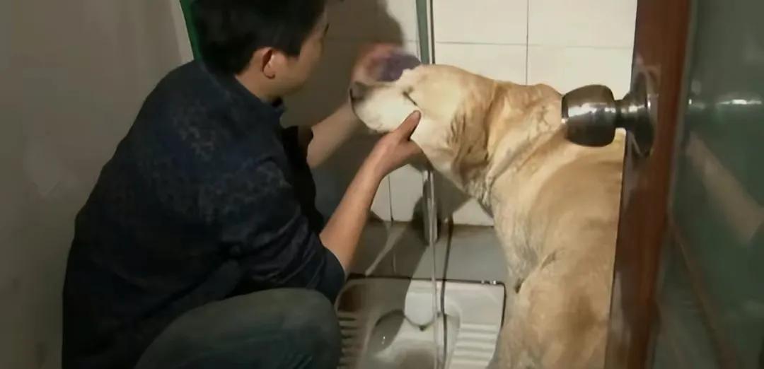 男子捡400只流浪狗,四川男子从路边捡来黑狗完整版