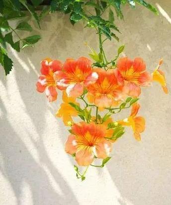 北方庭院常用花卉讲究,适合北方院子花卉哪些最好养