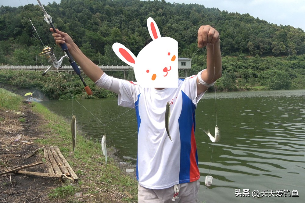 钓小鱼用什么饵料比较好,钓小鱼无刺钩