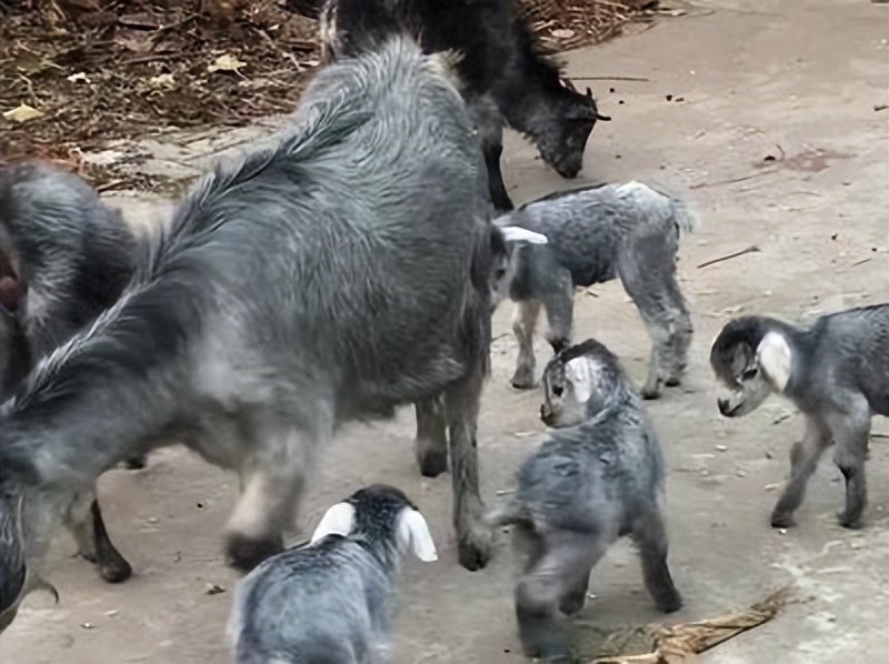 一只青山羊图片,一只青山羊多重