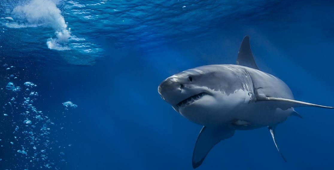 东莞海鸿玩具有限公司,东莞宝恒玩具有限公司