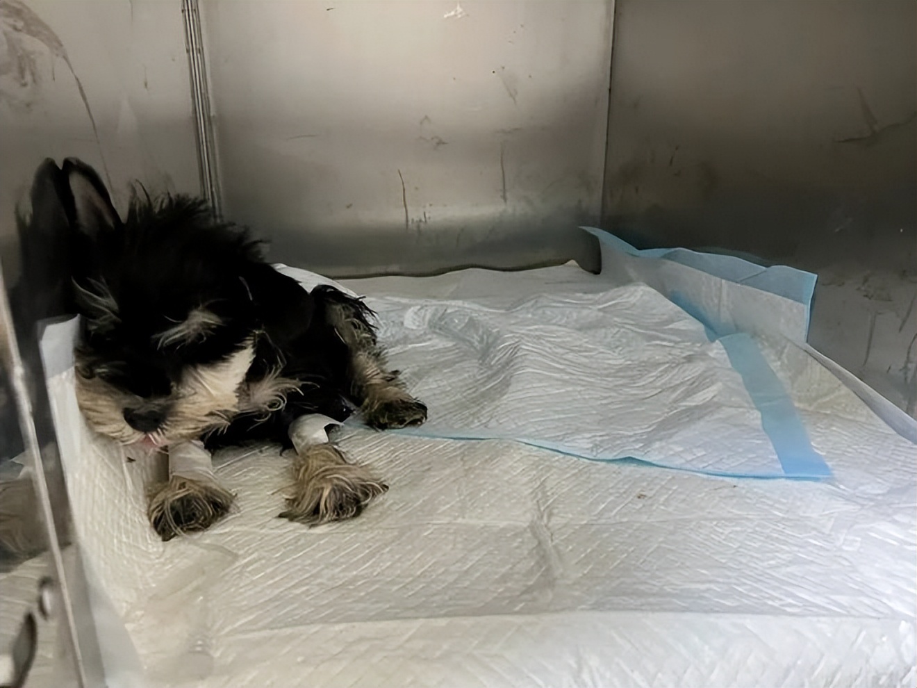 狗狗得了细小怎么确定治疗好了,狗狗细小中后期治疗可以治愈吗