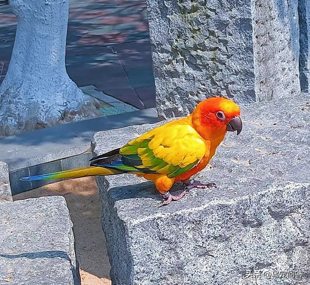金太阳鹦鹉突然大量喝水,鹦鹉突然有呕吐动作