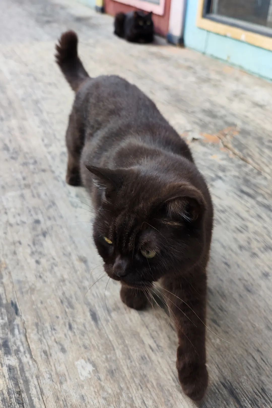 奇怪的蓝星人，小猫咪不懂