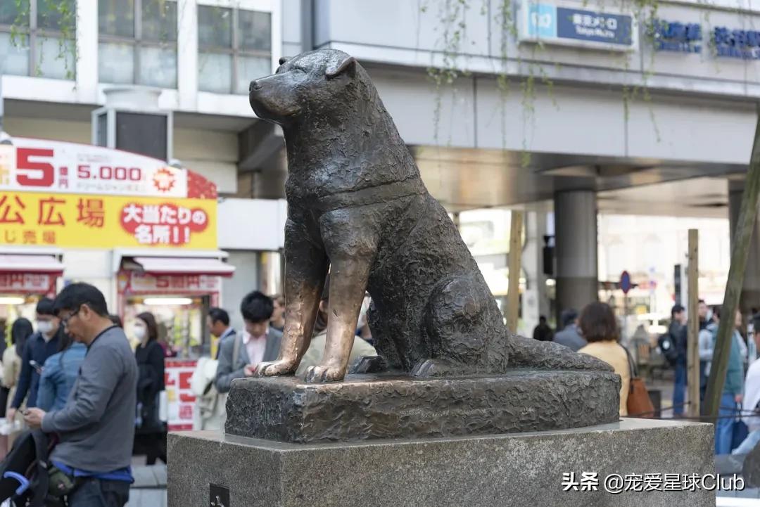 日本忠犬秋田犬,秋田犬最讨人喜欢的狗