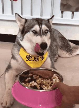 泰迪狗粮国产排名前十,前十国产狗粮