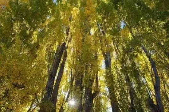 赞美白杨树,散文白杨礼赞朗诵