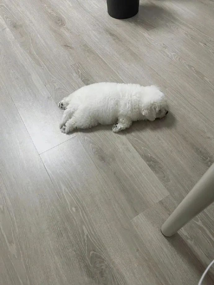 一滩小狗饼！这是摆烂的可爱修勾！