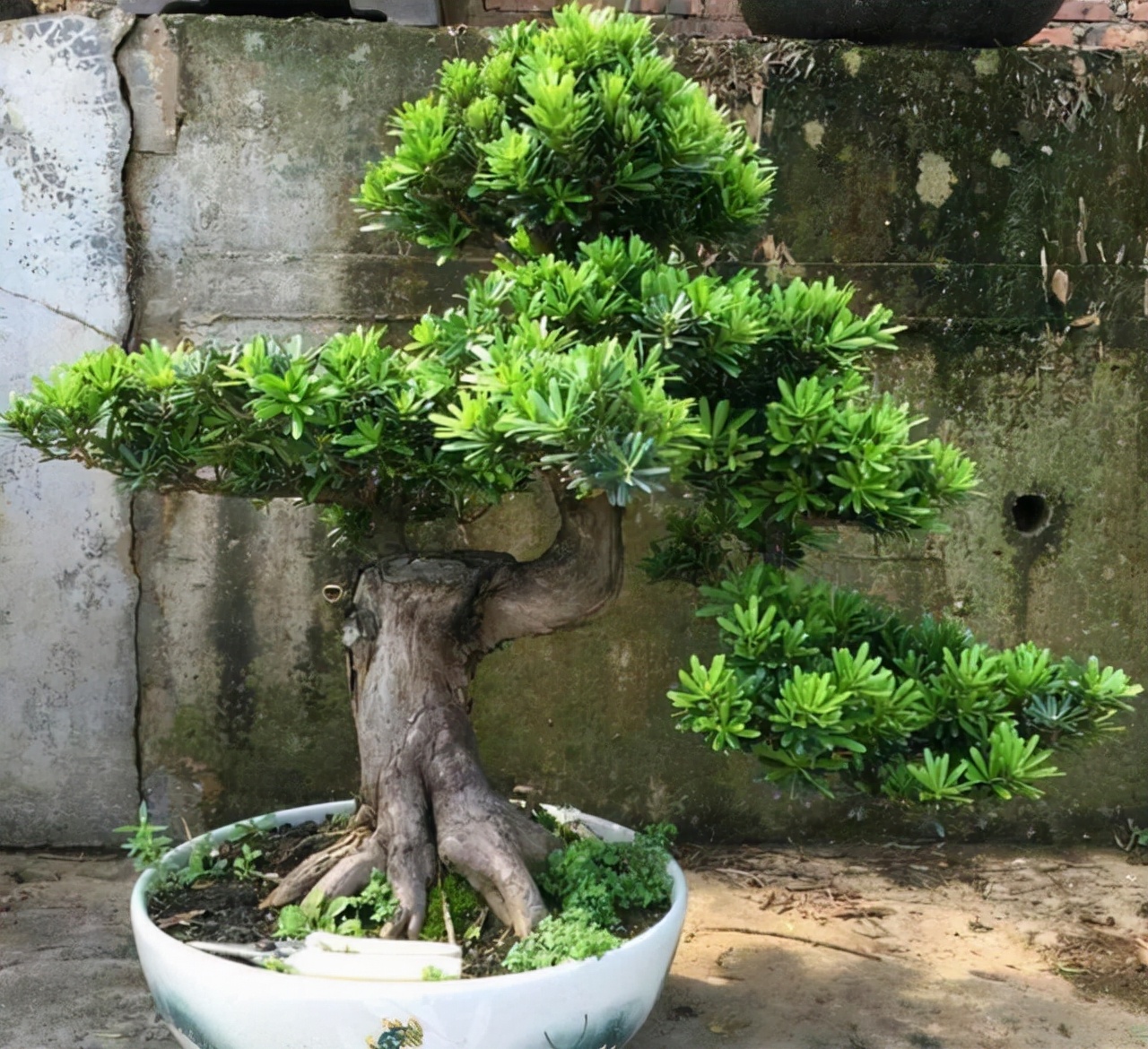 客厅有树十有九福,家中有树十家九富