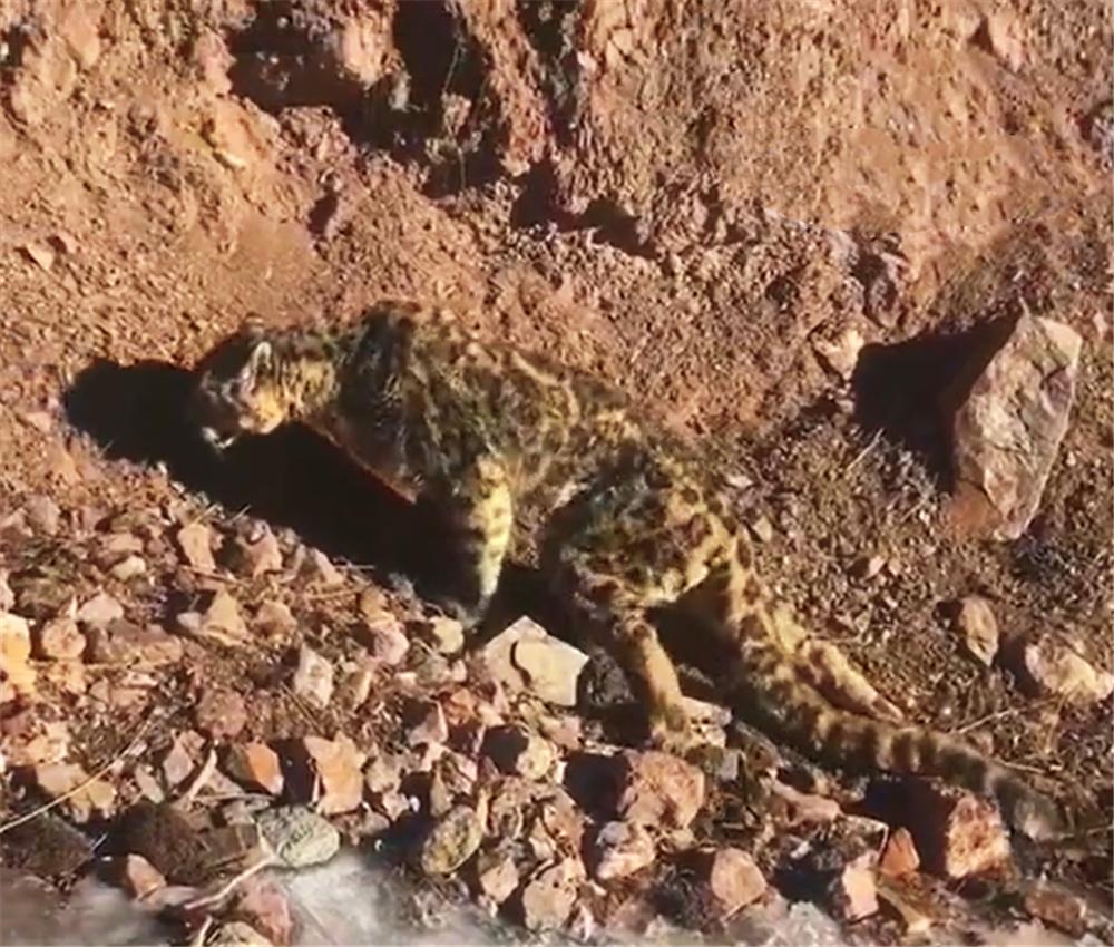 雪豹深夜袭击牦牛被驱离,雪豹一口咬死200斤小牦牛