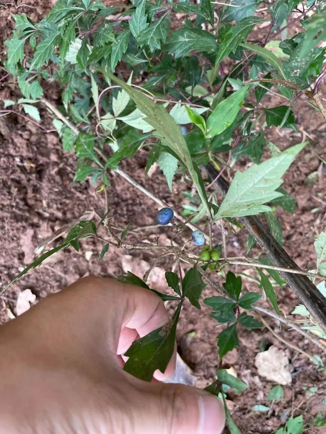 常见有毒水果千万别吃,哪些水果有毒不适合小孩吃