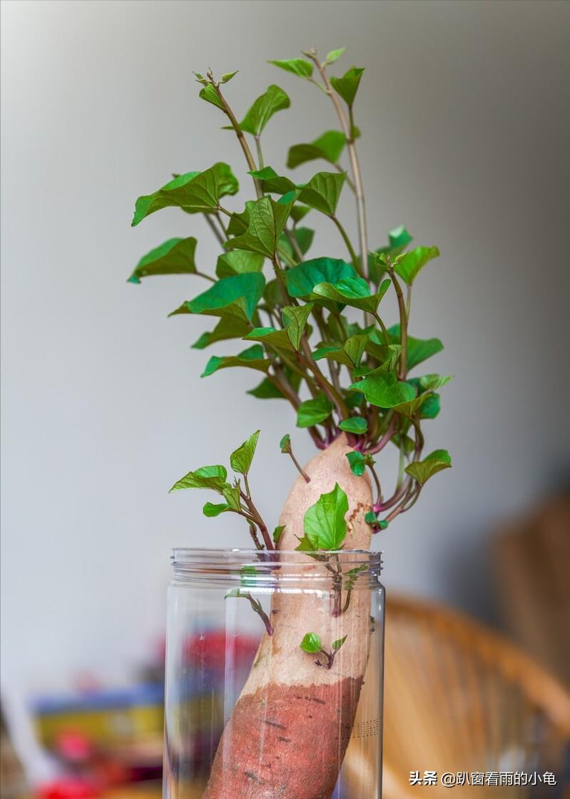 囤太多零食怎么办,囤了太多食物怎么办