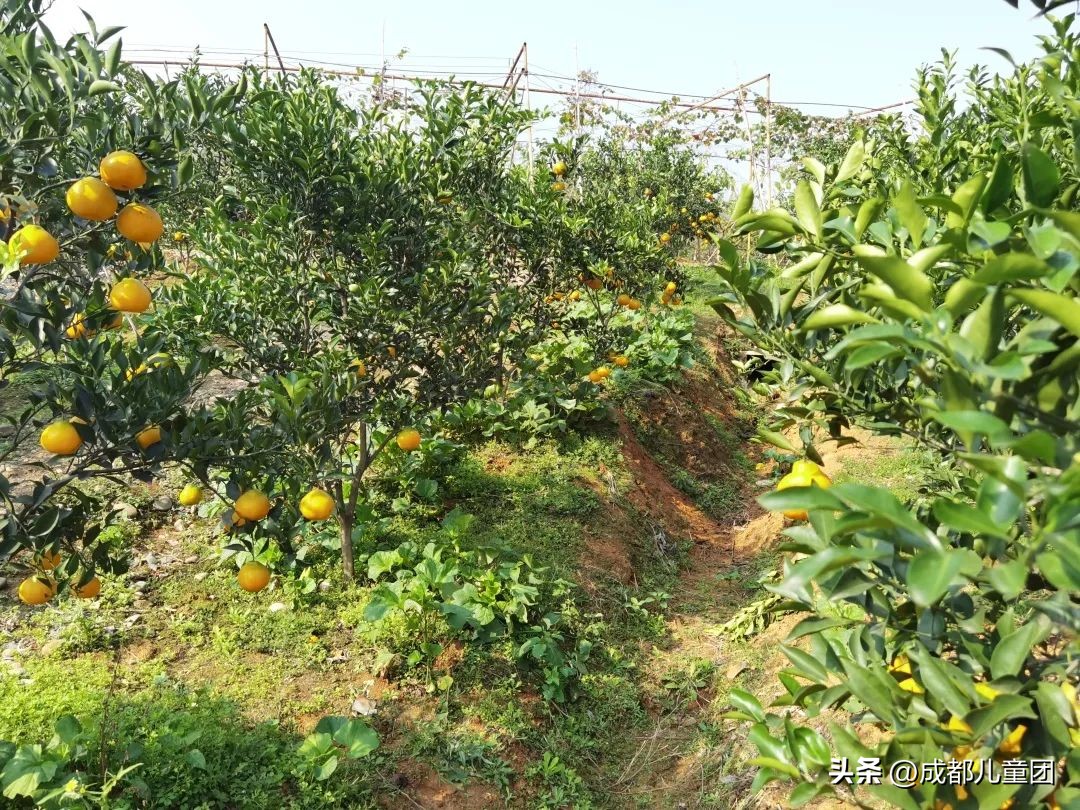 成都温江橘子采摘园推荐10月份,江苏附近橘子采摘园有哪些地方