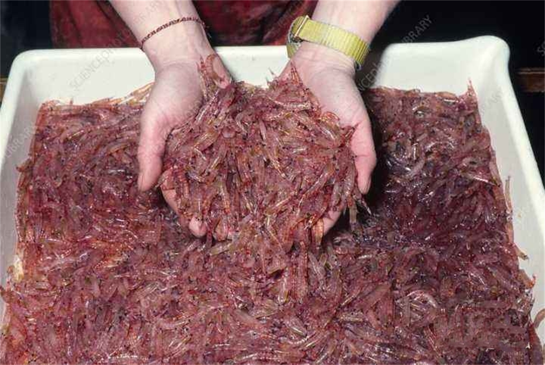 南极十亿吨磷虾资源争夺战,南极和中国比拼