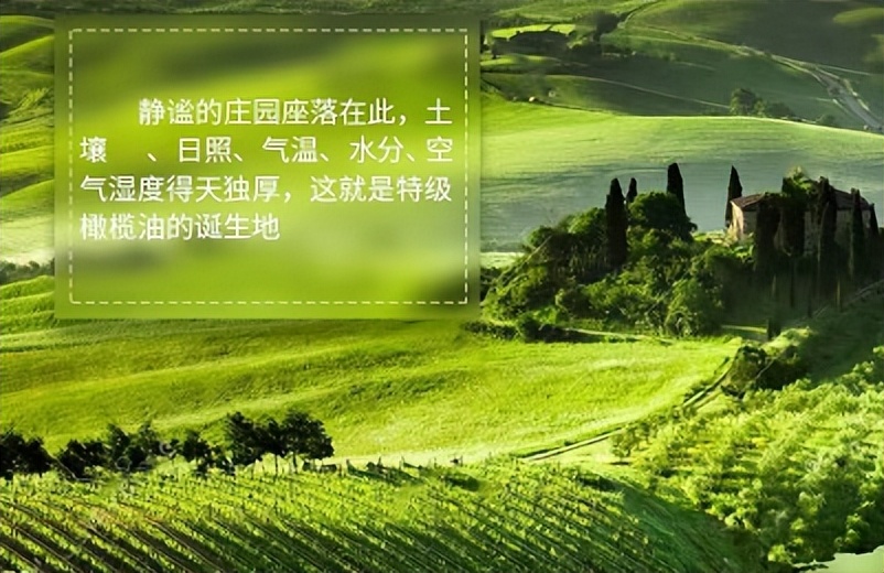 橄榄油怎么鉴别纯不纯,橄榄油辨别真假