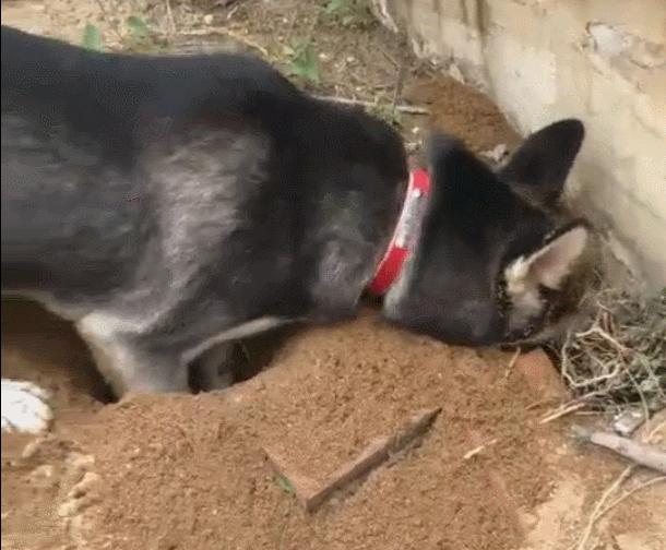 狗狗吃草是什么原因？原来是这几点在作怪，错怪狗子了