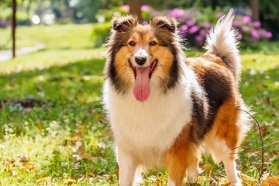 智商排名前十的狗是谁,狗智商排名前十