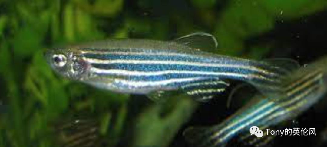 宠物饲养指南,宠物指南新手最适合养的猫