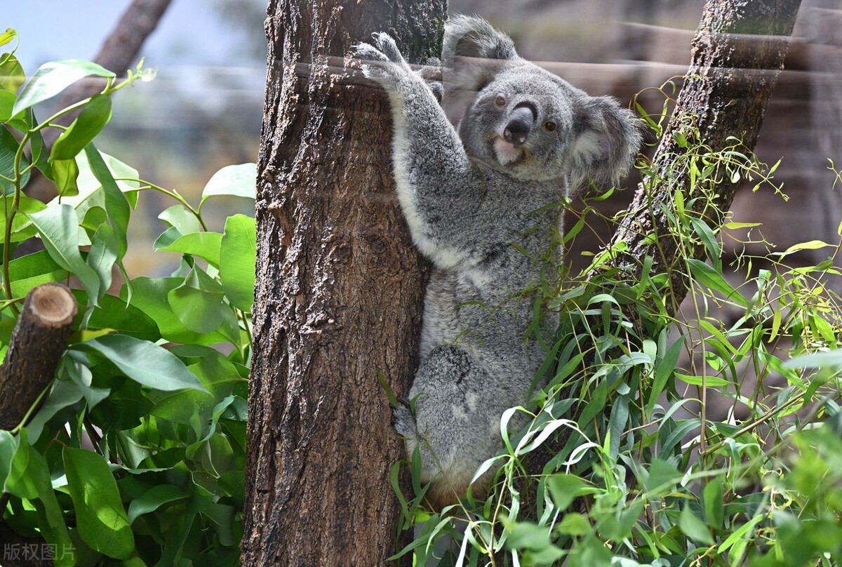 十个看似不真实但却真实存在的动物事实
