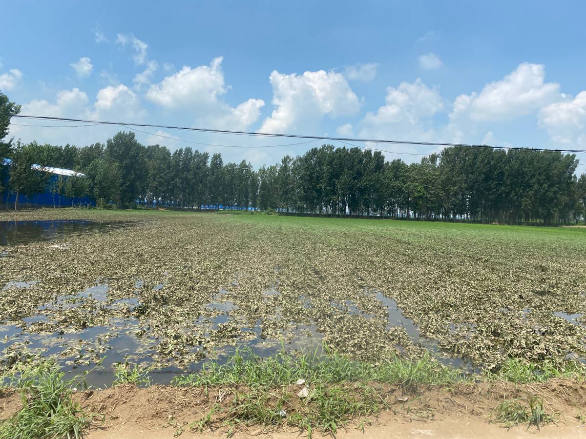 红薯怎么种才能高产用什么样肥料,雨季红薯旺长