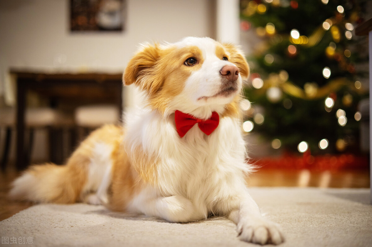 宠物医生，狗狗吃了鸭肉，半夜呕吐便血怎么办？