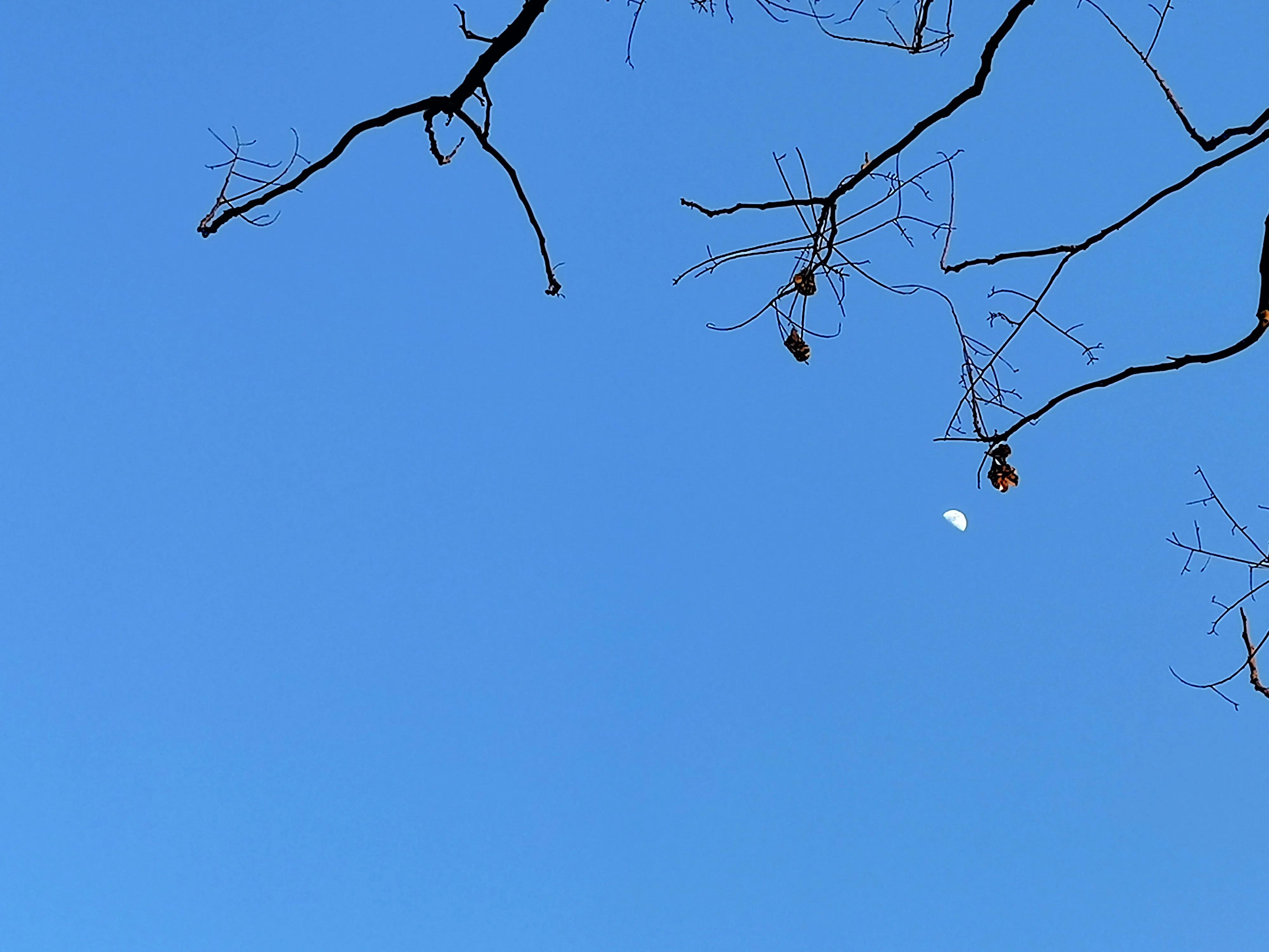 细菌的致病性和机体的抗感染免疫