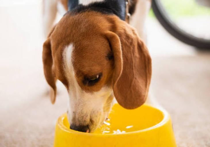 尿路感染狗狗,狗狗尿路感染的症状有哪些