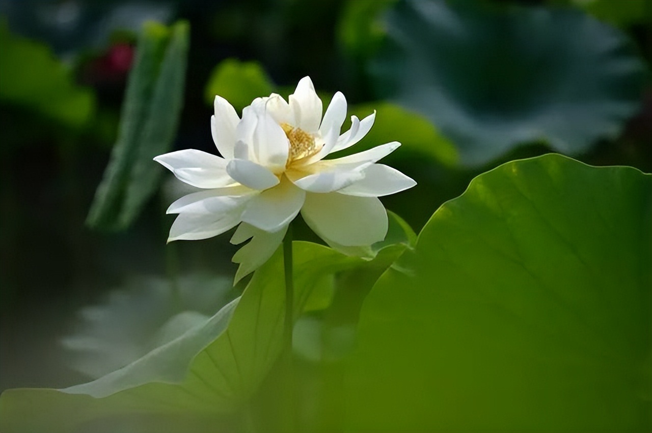 十首绝美夏天诗词,初夏最美十首诗词