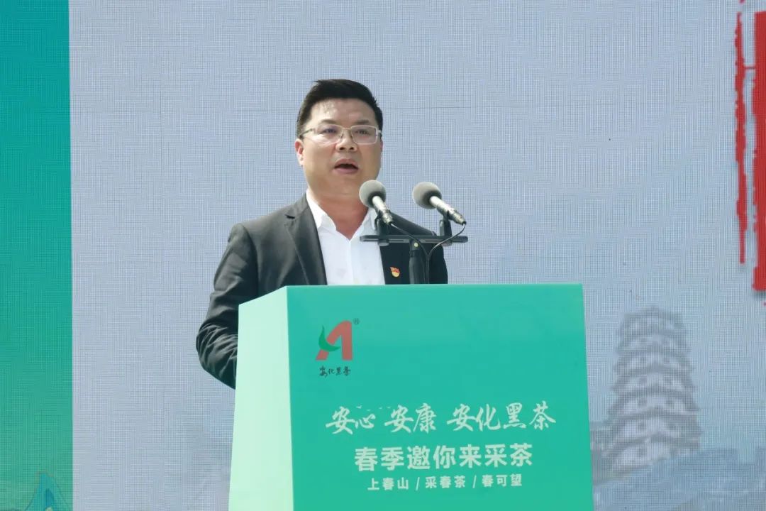 安化黑茶开园视频,安化黑茶网上开园