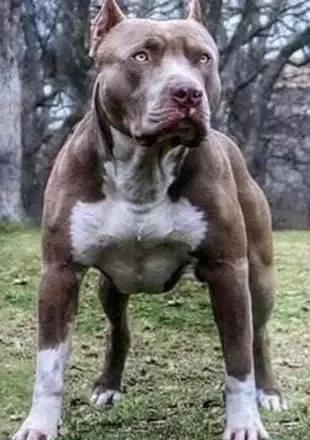 snoopy姝g増鎺堟潈,snoopy灞曠ず