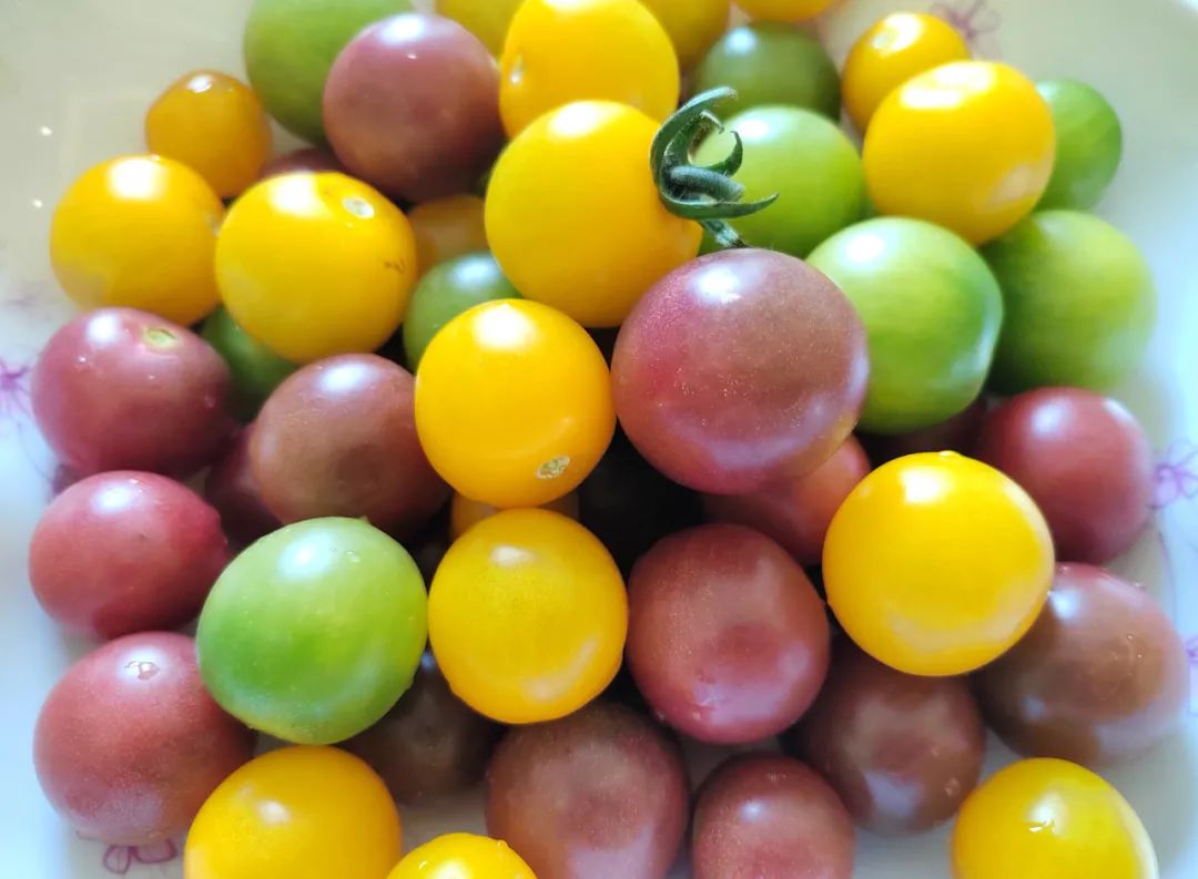 可可爱爱！华硕园里的“高颜值”小番茄成熟啦！