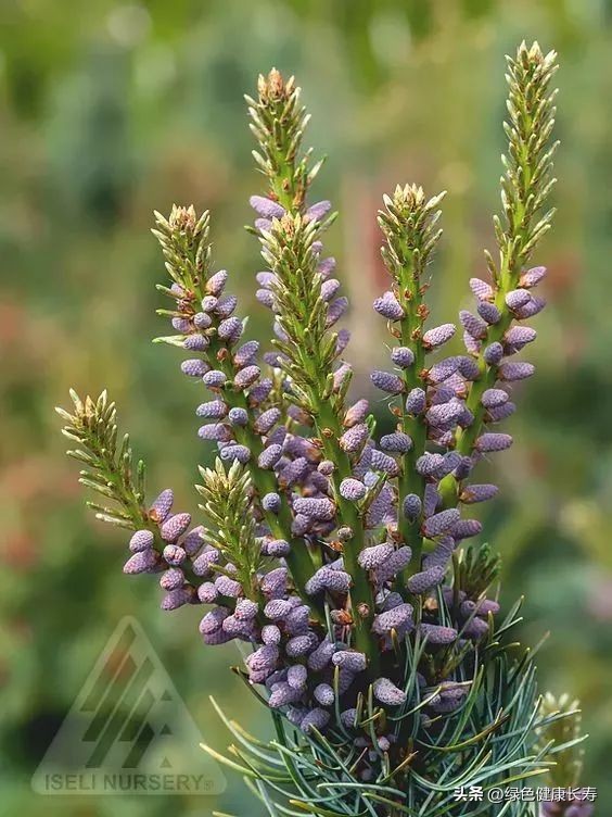 最漂亮的松树开花图片,哪种松树开花好看