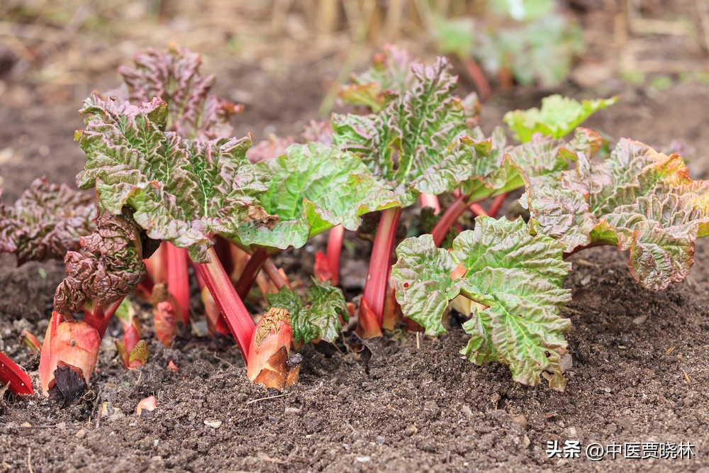 下焦不通便秘中成药,肠道干燥便秘如何润肠通便