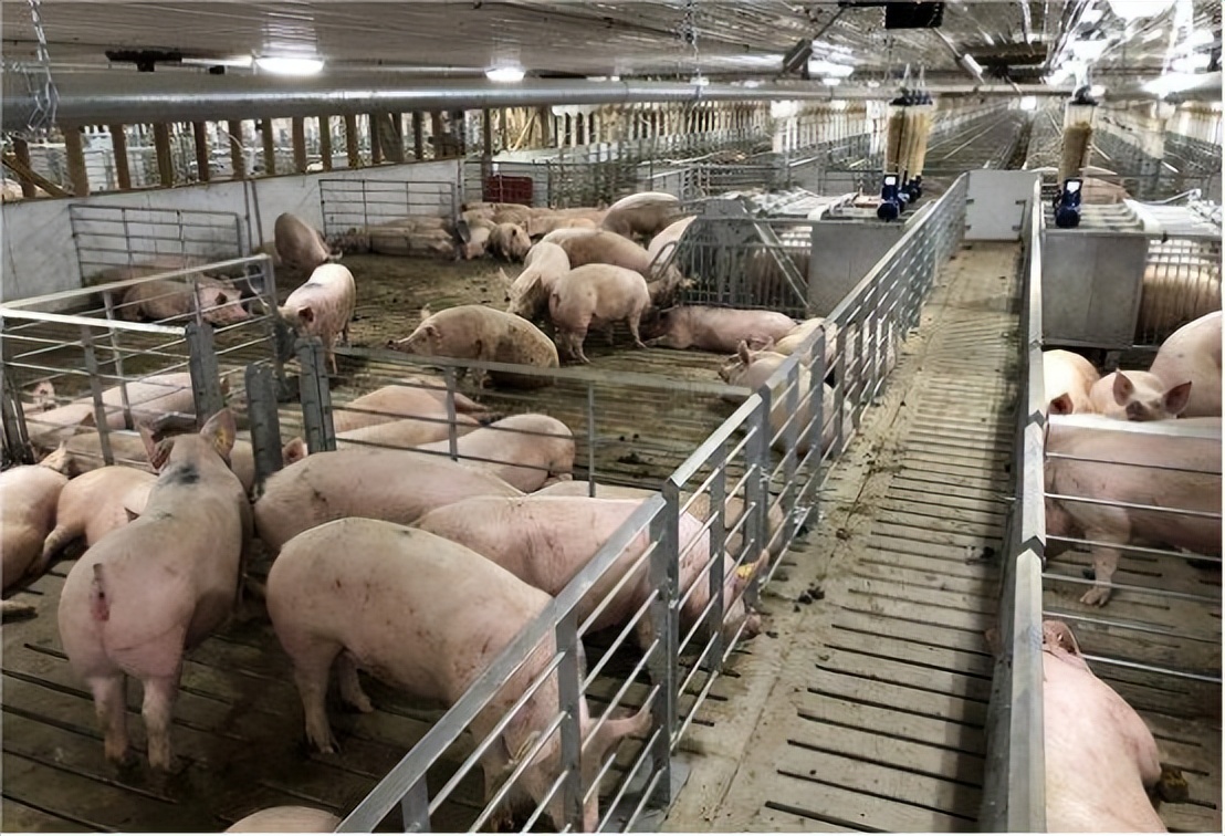 不同阶段猪群采食系数,猪群结构和猪栏配置