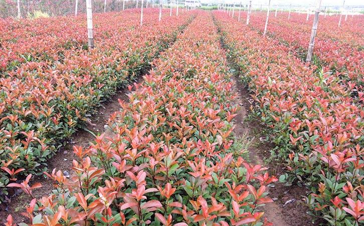 森禾2011,红叶石楠两年小苗