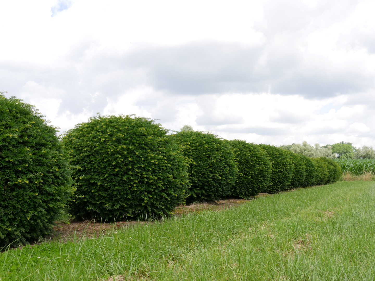 红豆杉暴跌,红豆杉滞销血本无归