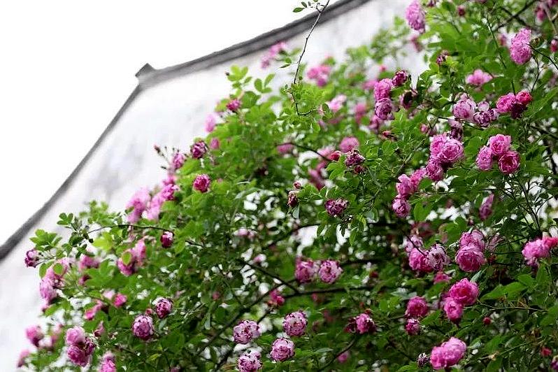 苏州旅游十大赏花景点,苏州赏花最佳景区排名