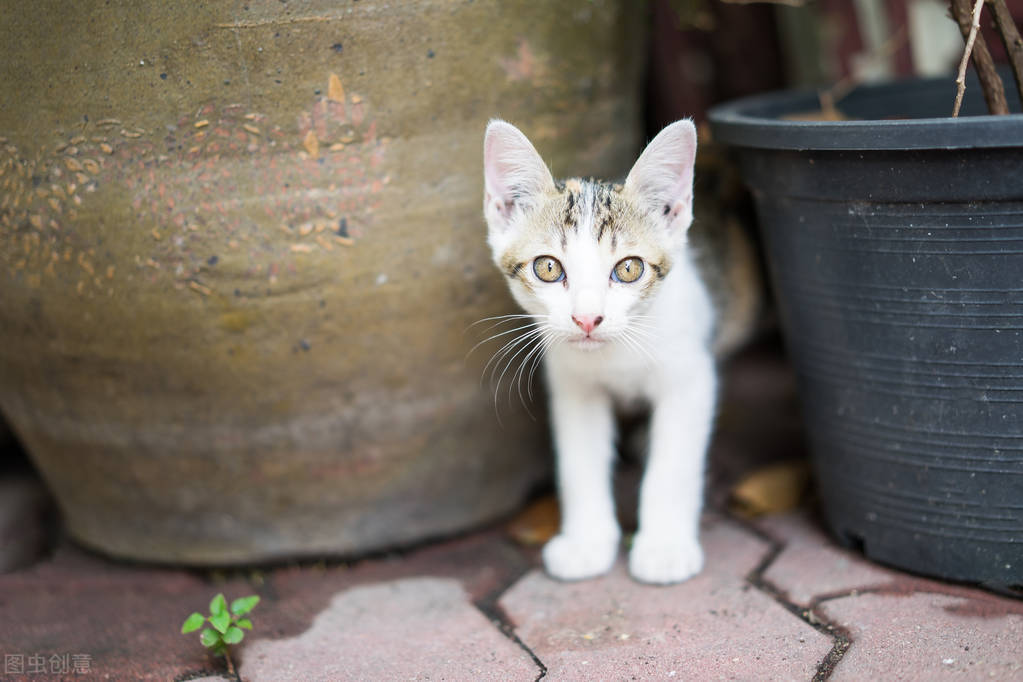 猫咪拉不出尿呕吐怎么办,猫咪拉不出尿来的症状