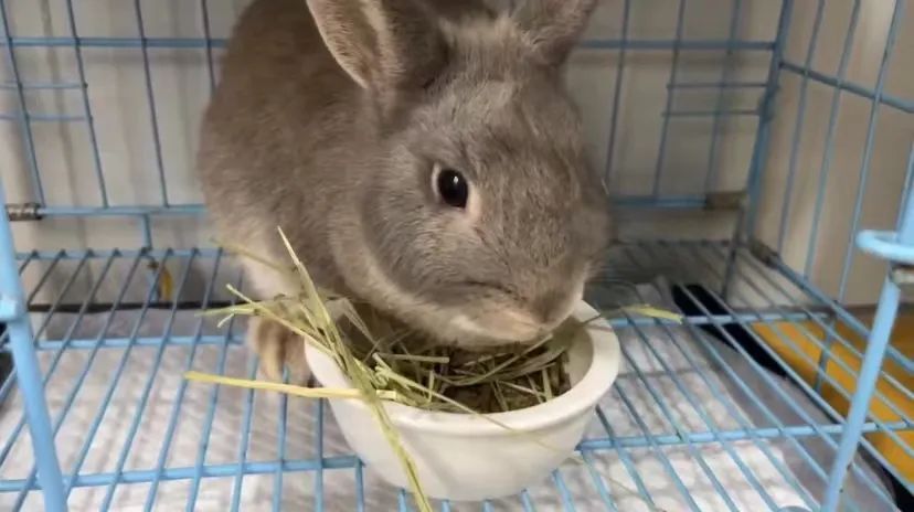 全国首个宠物方舱媒体评论,全国首个宠物方舱建成